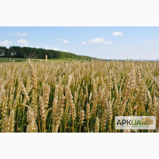 Семена озимой пшеницы, зона Степь, Кольчуга