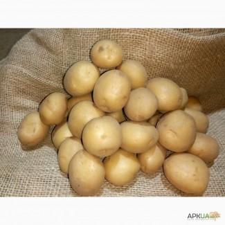 Продається насіннева картопля від виробника