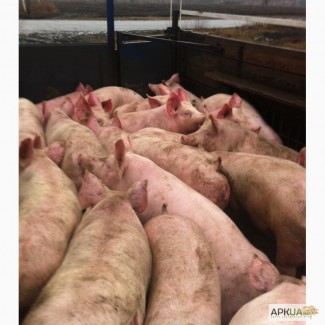 Продажа свиней живым весом (некондиция)