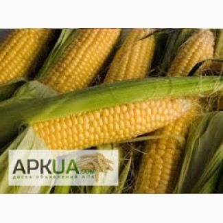Продам Купить семена кукурузы Полтава ФАО 270