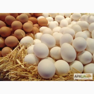 Продажа куриного яйца. Куриное яйцо категории С0 С1 С2