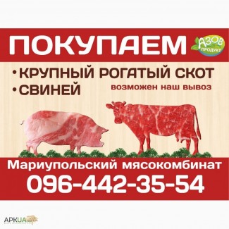 Мариупольский мясокомбинат скупает крупный рогатый скот, свиней