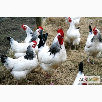 Продам инкубационные яйца и цыплята под заказ породистых кур адлер серебристый