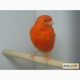 Предлагаем певчих и декоративных птиц из питомника SANAFELS 