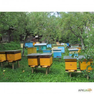 Продам бджолопакети племінних карпаткських бжіл. Доставка по Україні