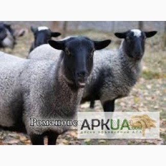 Продам овец романовской породы в живом весе или мясом. Цена договорная