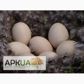 Яйцо куриное инкубационное Адлер серебристый