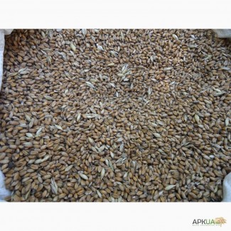 Продам пшеницу частично пораженную головней