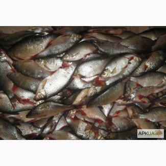 Продажа речной рыбы оптом