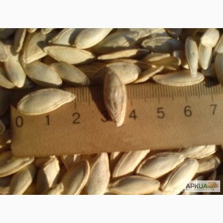 Продам гарбузове насіння Болгарка 50грн./кг