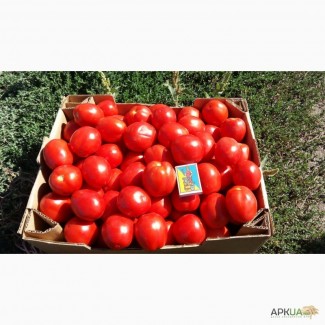 Продаем томаты
