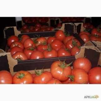 Закупаем томаты, огурцы и др.овощи