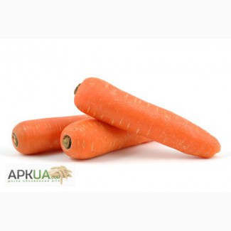Продам морковь Абако оптом