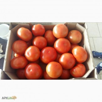 Продам помидор тепличный (Украина) оптом