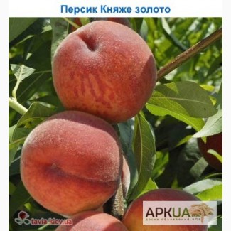 Саджанці персиків
