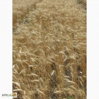 Семена пшеницы озимой - сорт Пошана. 1 репродукция