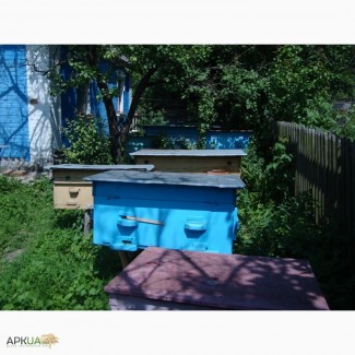 Продам 50 бджолопакети (дадани) Вінниця