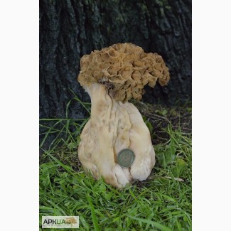 Мицелий сморчка толстоногого - качественный посевной мицелий грибов от производителя