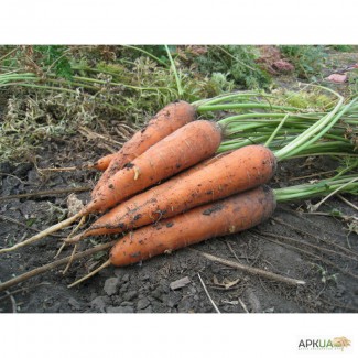 Продам морковь оптом (от 1т)
