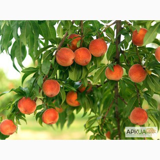 Продам сливу Стенлей,персик,яблоки оптом в Молдове