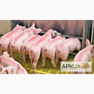 Продаем племенныхсвинок F1 (двухпородных) для воспроизводства свиней на собственной ферме.