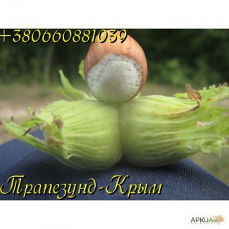 Вегетативные саженцы фундука Керасунд Круглый