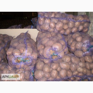 Срочно продам картофель оптом от Производителя 130 тонн