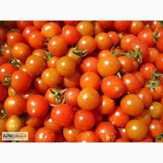 Закупаем томаты оптом по всей Украине