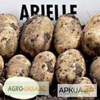 Картопля Аріель за кращою в регіоні ціною