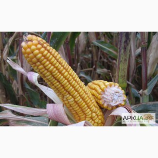Высокоурожайные семена гибрида кукурузы «ШАРОЛТА» (Woodstock Kft., Венгрия). ФАО 290