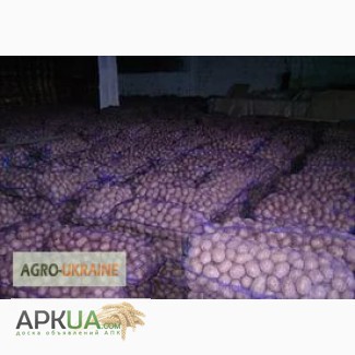 Сорта картофеля Розара, Альвара, Бернадетте, Гренада оптом от 20 тонн на выгодных условиях