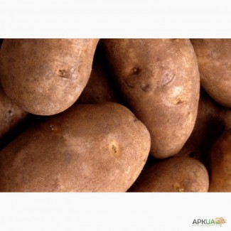 Фермерское хозяйство продает семенной картофель