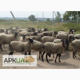 Продам овец романовской породы жывым весом или на розвод