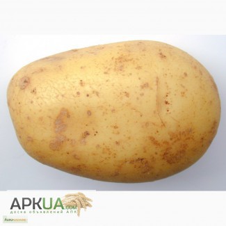 Картофель Забава недорого, опт от 20 тонн