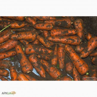 Продам морковь абака первого сорта