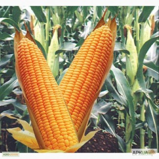 Семена кукурузы гибрида Кадр 267 МВ (F1) от производителя. (ФАО 260)