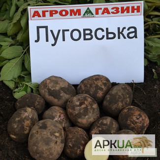 Картопля Луговська, недорого