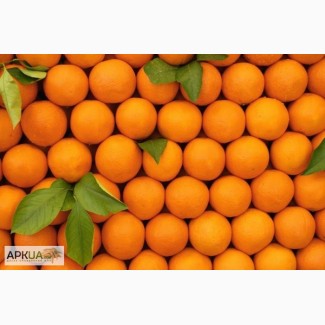 Продам оптом апельсины