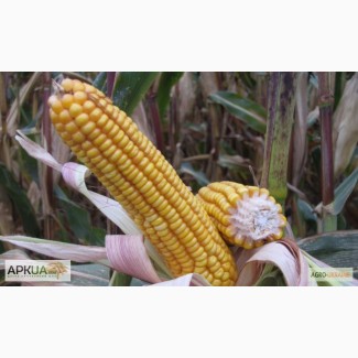Семена кукурузы гибрида Солонянский 298 СВ (F1) от производителя. (ФАО 310)