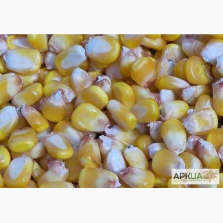 Семена кукурузы гибрида Одесский 385 М (F1) от производителя. (ФАО 380)