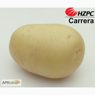 Насіннєва картопля Каррера