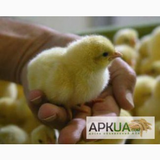 Инкубаторное предприятие реализует суточных и подрощенных цыплят-бройлера, утки, гуси.