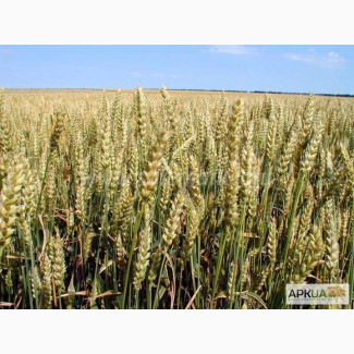 Семена озимой пшеницы,Элита Ермак,С лавная