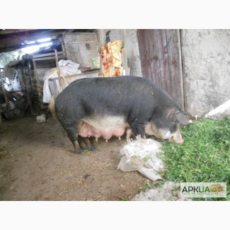 Хряк. свиноматка породы мангал