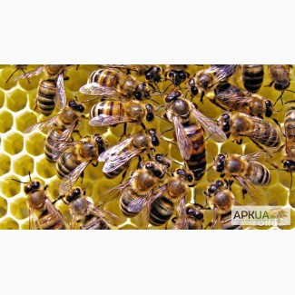 Продам пчелосемьи пчелопакеты Барышевский р-н.Киевская обл.