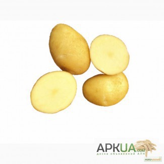 Картопля Сатіна оптом, висока якість - розумна ціна