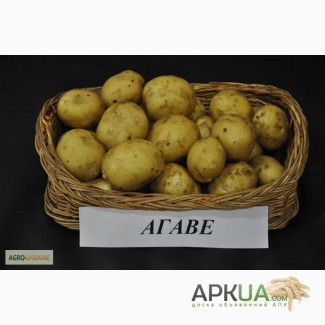 Продам картоплю Агаве, вигідно