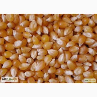 Семена кукурузы гибрида МЕЛ 272 МВ (F1) от производителя. (ФАО 250)