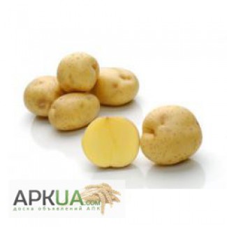 Продам картоплю Опал, вигідні умови