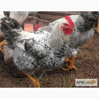 Яйця інкубаційні м ясо-яєчних курей Мастер Грей Угорщина імпорт